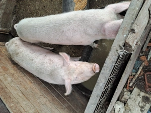 Porci de sacrificat - imagine 2