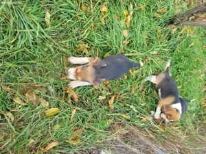 Beagle tricolor.  - imagine 2
