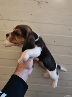 Beagle superba