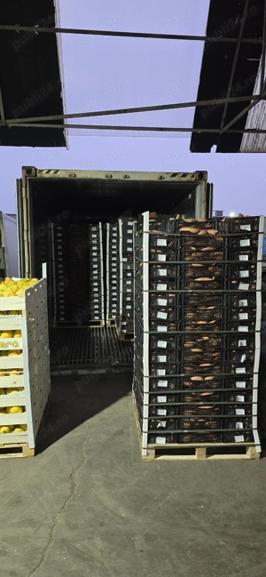 Cartofi dulci origine Egipt