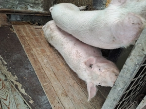 Porci de sacrificat - imagine 3