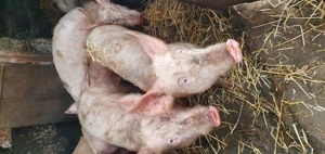 Purcei de vânzare  - imagine 3