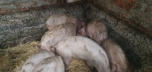 Purcei de vânzare  - imagine 2