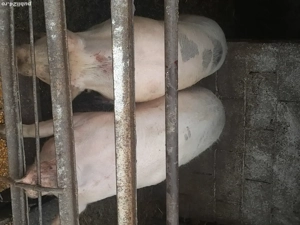 vand porci dela 100 kg la 170  - imagine 2