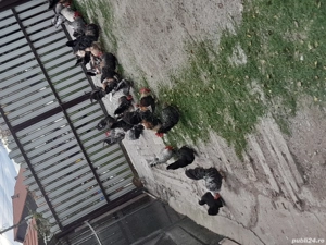 De vânzare gainuse chabo 