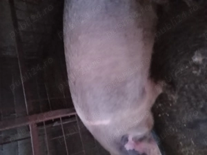 Vind porc ,rasa pietrean - imagine 4