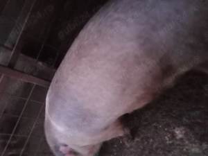 Vind porc ,rasa pietrean - imagine 2