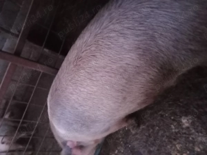 Vind porc ,rasa pietrean - imagine 3