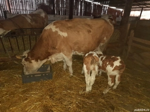 Vaci cu viței de vânzare  !