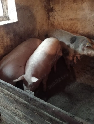 Porci cu 15 lei kg - imagine 2