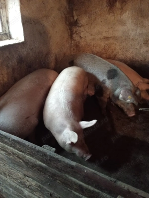 Porci cu 15 lei kg - imagine 4