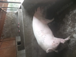 Porci de sacrificat! - imagine 2