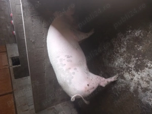 Porci de sacrificat!