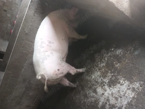 Porci de sacrificat! - imagine 3