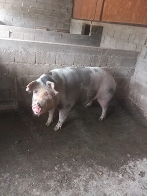 Porci de sacrificat!