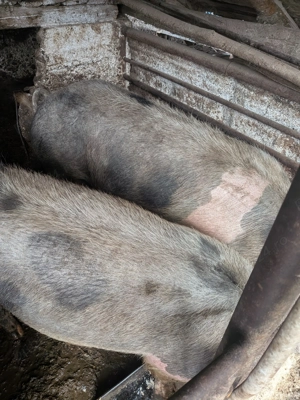 Vând porci pietrean 