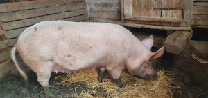 Porc  de vânzare-Marele Alb - imagine 3