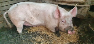 Porc  de vânzare-Marele Alb