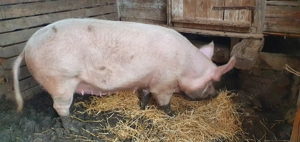 Porc  de vânzare-Marele Alb - imagine 2