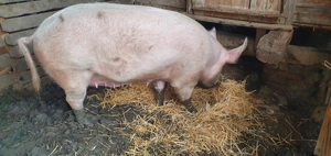 Porc  de vânzare-Marele Alb - imagine 4