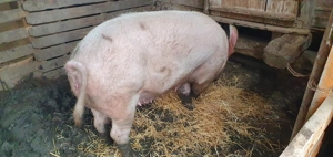 Porc  de vânzare-Marele Alb - imagine 5