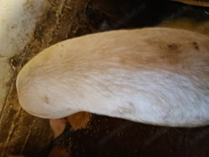 Porci marele alb - imagine 2