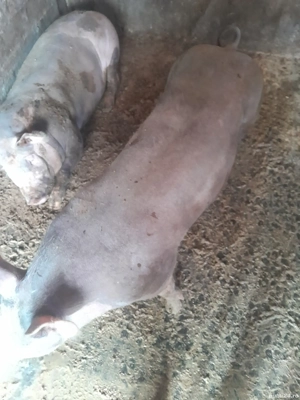 Scrofite pietrean - imagine 3