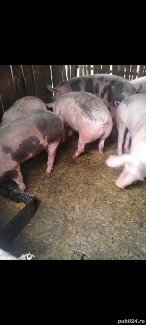 porci de vanzare - imagine 4