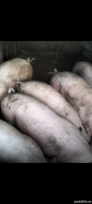 porci de vanzare - imagine 2