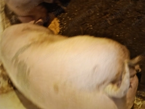 Porci marele alb - imagine 4