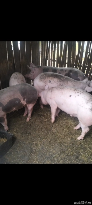 porci de vanzare - imagine 3