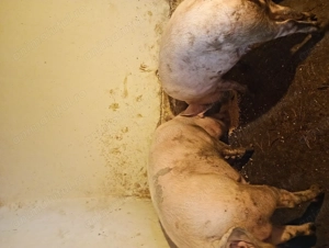 Porci marele alb - imagine 5