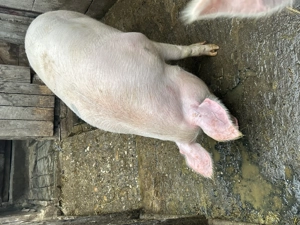 Vând porc marele alb , ultimul disponibil  - imagine 3