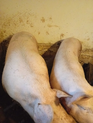 Porci marele alb - imagine 3