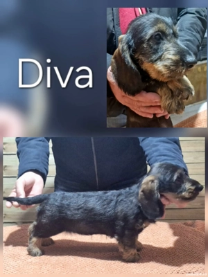 Teckel standard cu păr sârmos 