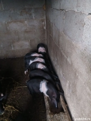 Vând purcei bazna cu acte F3 + factura  - imagine 3