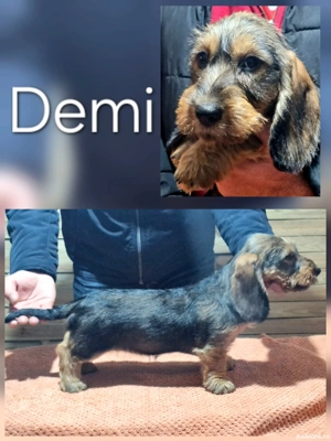 Teckel standard cu păr sârmos  - imagine 4