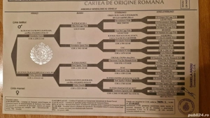Teckel standard cu păr sârmos  - imagine 2