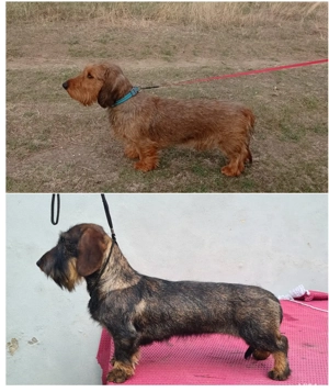 Teckel standard cu păr sârmos  - imagine 3