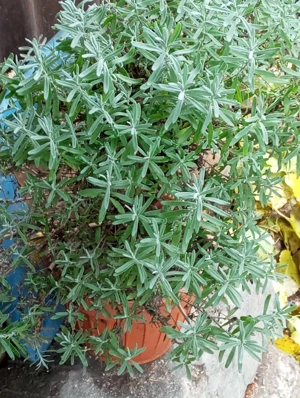 Lavanda tufe,de la 30 lei buc. Poze reale,toate arată bine