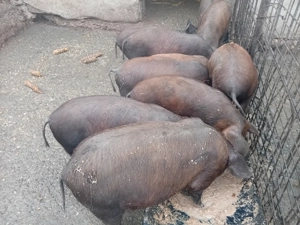 Vând șoldani - imagine 4