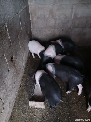 Vând purcei bazna cu acte F3 + factura  - imagine 2