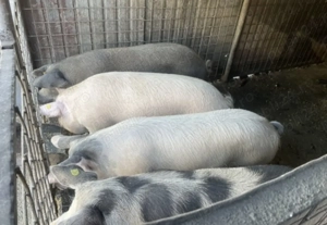 Vând porci pentru tăiat  