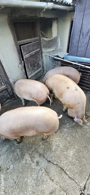 Porci crescuti cu cereale !!! 