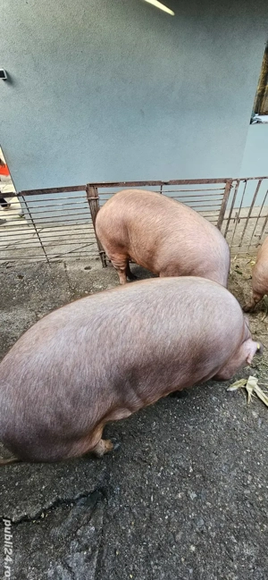 Porci crescuti cu cereale !!! 