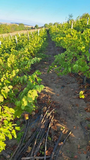 Galati  Beresti - De vanzare 1 hectar plantatie de vita de vie si casa cu utilitati - imagine 4