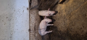 Purcei de 4 luni - imagine 2