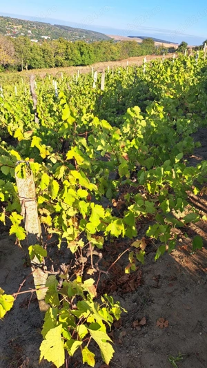 Galati  Beresti - De vanzare 1 hectar plantatie de vita de vie si casa cu utilitati - imagine 5