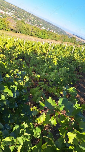 Galati  Beresti - De vanzare 1 hectar plantatie de vita de vie si casa cu utilitati - imagine 6