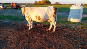 Vaca de vanzare - imagine 2